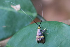 Nemophora decisella