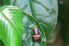 Nemophora decisella
