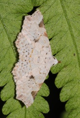 Prolophota trigonifera