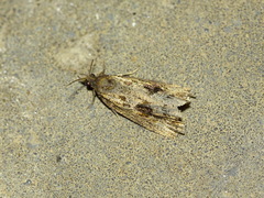 Endothenia quadrimaculana