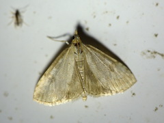 Udea elutalis
