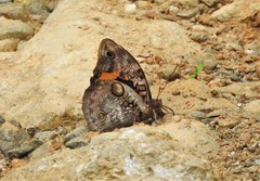 Opsiphanes tamarindi