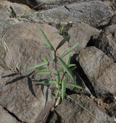 Cryptostegia