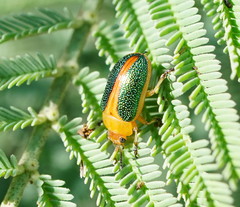 Calomela parilis