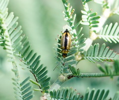 Monolepta subsuturalis