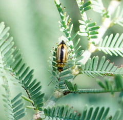 Monolepta subsuturalis