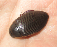 Dytiscus fasciventris