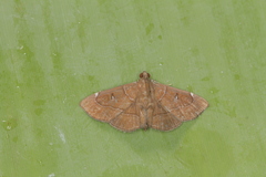 Lamprosema dorisalis