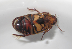Dytiscus fasciventris