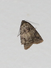 Tolpia conscitulana