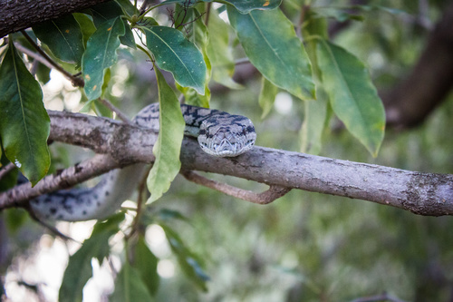 Inland Carpet Python sighting