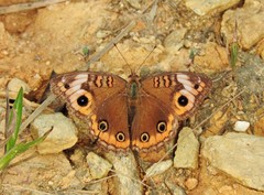Junonia genoveva genoveva