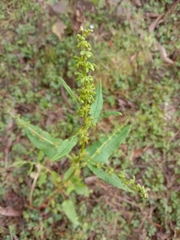 Rumex nepalensis