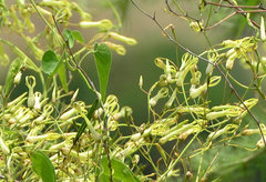 Riocreuxia polyantha