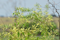 Riocreuxia polyantha