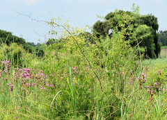 Riocreuxia polyantha