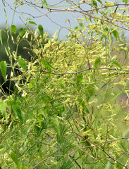 Riocreuxia polyantha