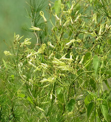 Riocreuxia polyantha