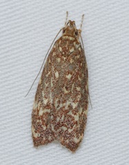 Syringoseca rhodoxantha