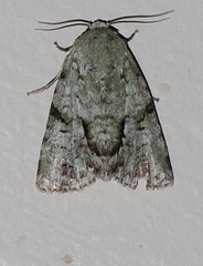 Acronicta psorallina