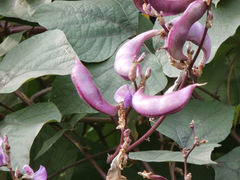 Lablab purpureus