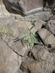 Cryptostegia