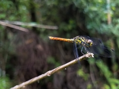 Archaeophlebia martini