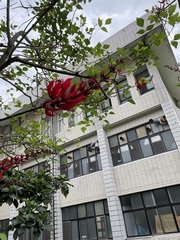 Erythrina corallodendron