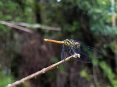 Archaeophlebia martini
