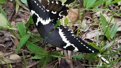 Papilio delalandei