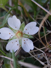 Potentilla montana
