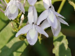 Pseuderanthemum graciliflorum