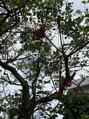 Erythrina corallodendron