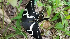 Papilio delalandei