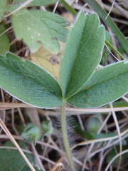 Potentilla montana