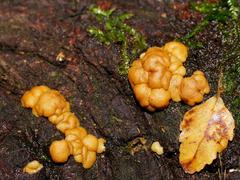 Trichoderma paraviridescens