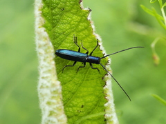 Agapanthiola leucaspis