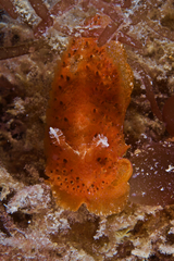 Madrella ferruginosa