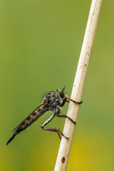 Neoitamus socius