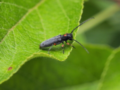 Phytoecia virgula