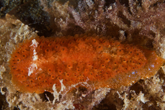 Madrella ferruginosa