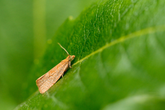 Celypha rufana