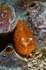 Madrella ferruginosa