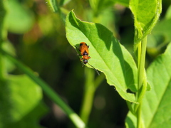 Phyllobrotica elegans