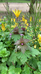 Lamium purpureum