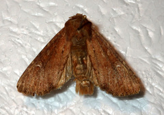 Apamea lateritia