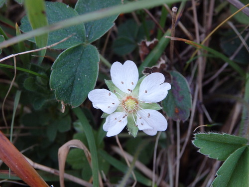 Image of Potentilla montana by (c) Carminda Santos, some rights reserved (CC BY)