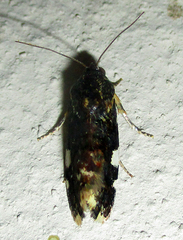 Acontia imitatrix