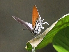 Drupadia ravindra moorei