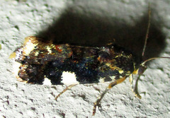 Acontia imitatrix